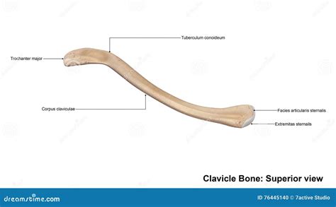 Clavicle Bone Anatomy