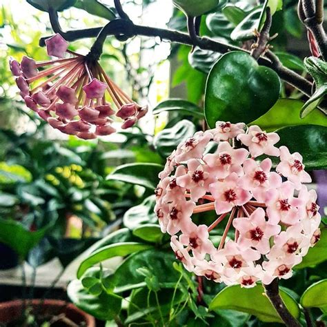 Hoya Carnosa Krinkle 8 Cera Interiores