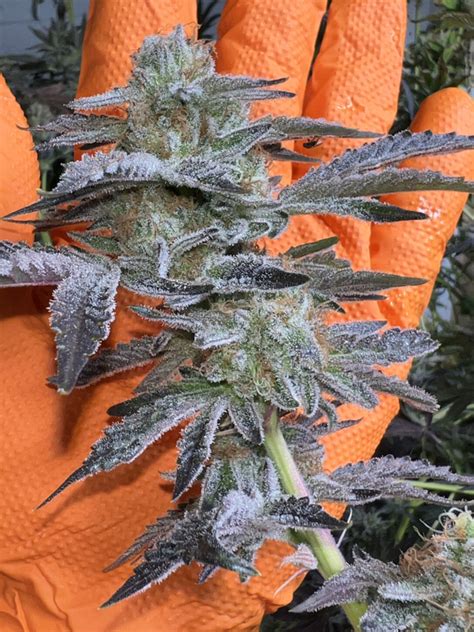 Fruity Pebbles