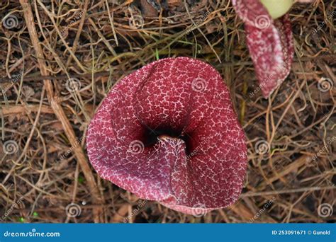 Brazilian Dutchman S Pipe Aristolochia Gigantea Stock Photo