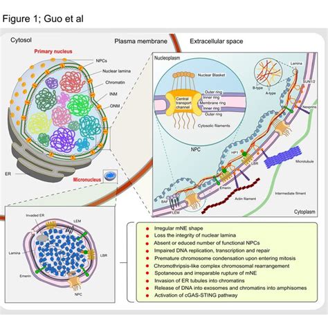 The Processes Of Nuclear Envelope Ne Breakdown And Reassembly During