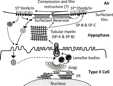 Schematic Diagram Of The Life Cycle Of Pulmonary Surfactant Pulmonary Download Scientific