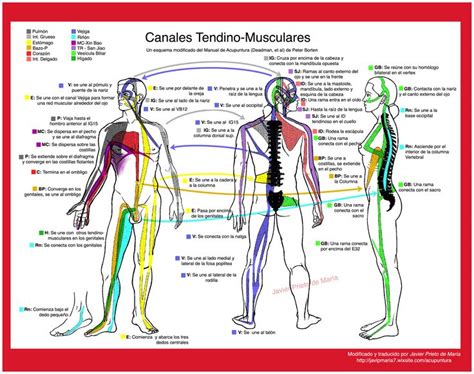 Pin En Acupuntura