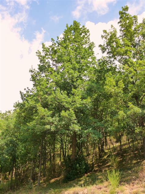 Árboles Con Alma Roble Albar Quercus Petraea