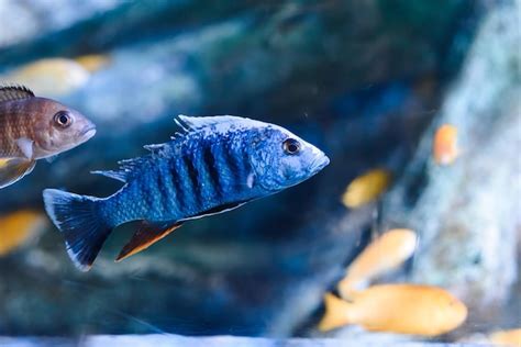 El Hap Azul Eléctrico Sciaenochromis Ahli En El Acuario De Tailandia