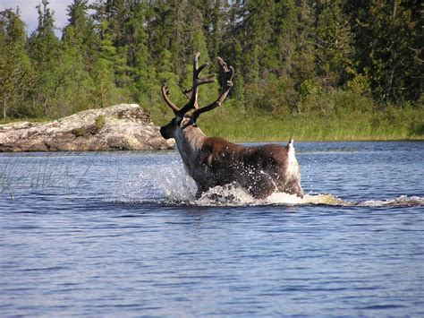 Lake Superior Wildlife - Lake Superior Circle Tour