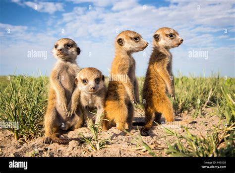 Meerkat Suricata Suricatta Group Of Babies Makgadikgadi Pans