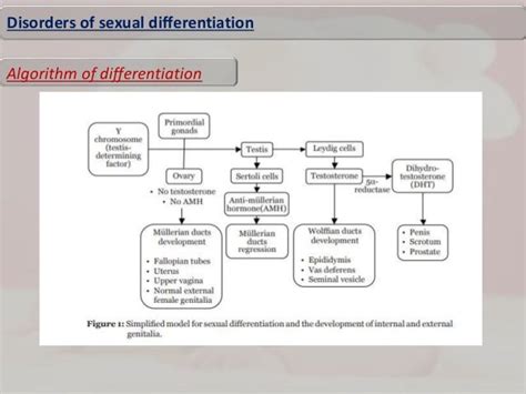 Disorders Of Sexual Differentiation