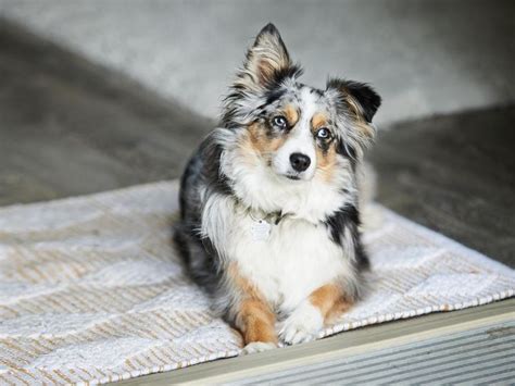 10 Most Trustworthy Dog Breeds Ranked Always Pets