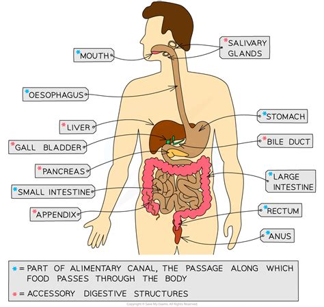 The Human Digestive System Aqa Gcse Biology Revision Notes