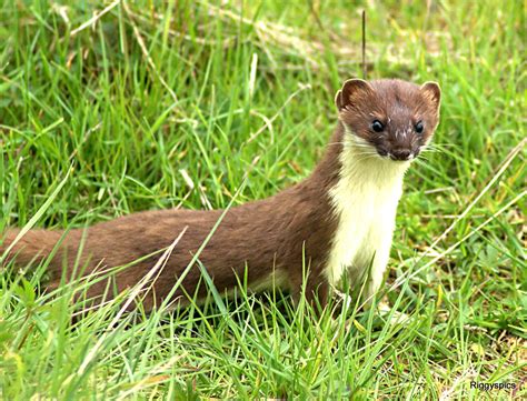 Stoat The Life Of Animals