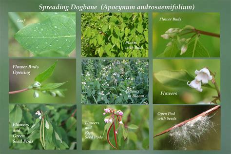 Spreading Dogbane