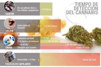 Cuánto dura el THC en saliva Descubre ahora mismo los tiempos exactos