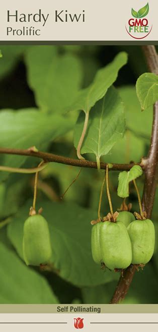 Hardy Kiwi Actinidia arguta Prolific from Netherland Bulb