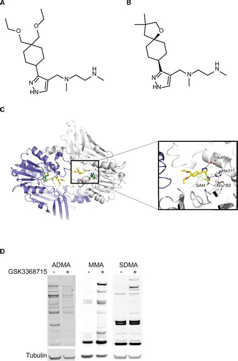 Figure From Anti Tumor Activity Of The Type I Prmt Inhibitor