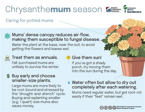 how to care for planted mums 11
