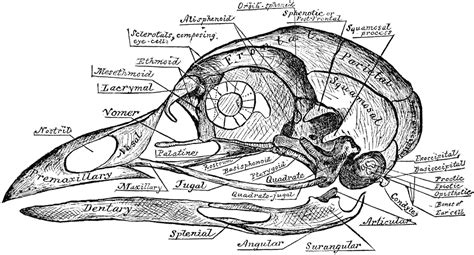 Skull Of A Common Fowl Clipart Etc