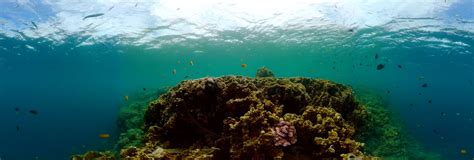 Coral reef underwater with tropical fish. 360 Panorama | 360Cities