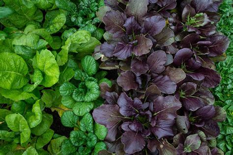 Growing Mustard Greens