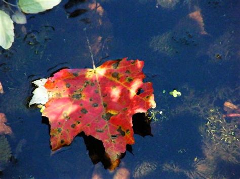 Sunny Red Leaf Stanley Zimny Thank You For Million Views Flickr