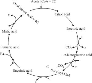 Respiration In Plants Questions With Solutions Neet