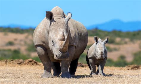 How Many White Rhinos Are Left 2024 Alive Arlene Giustina