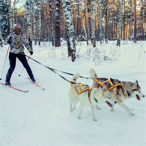 Dog Sled Harness Pet Weight Pulling Sledding Harness Husky Etsy Canada