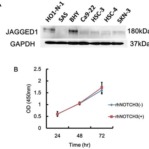 A549 Promotes Notch3 Expression In Nhdfs And Angiogenesis In Vitro A Download Scientific