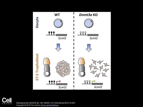 Maternal Dna Methylation Regulates Early Trophoblast Development Ppt