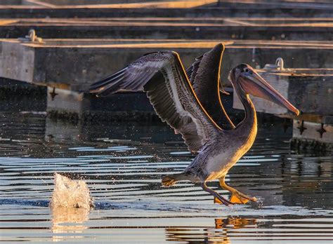 Close-Up Shot of a Brown Pelican Flying over the Water · Free Stock Photo