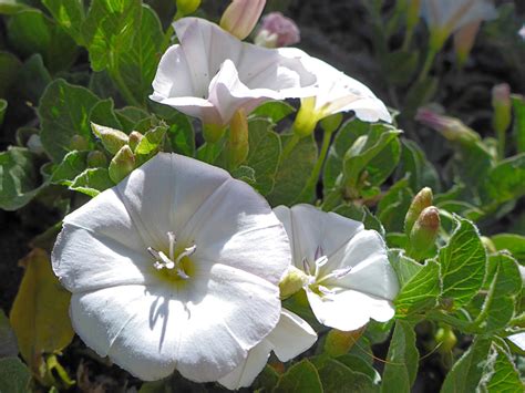 Leaves And Flowers Photos Of Convolvulus Arvensis Convolvulaceae