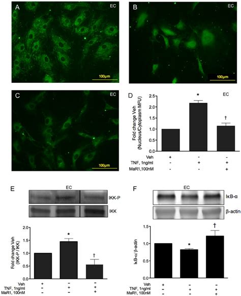 Mar Attenuates Tnf A Induced Nf K B Activation In Endothelial Cells