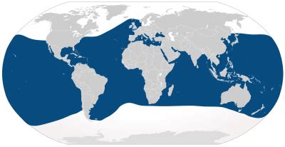 Where Do Bottlenose Dolphins Live? - Bottlenose Dolphin Habitat