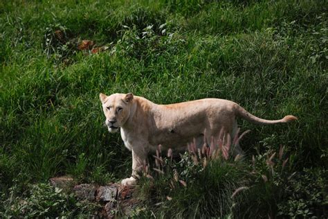 Avian Influenza Outbreak Kills Four Mountain Lions Infections From