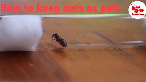 How To Keep Ants As Pets Youtube