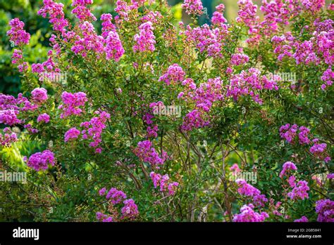 Lagerstroemia lagerstroemia speciosa lythraceae tree hi-res stock ...