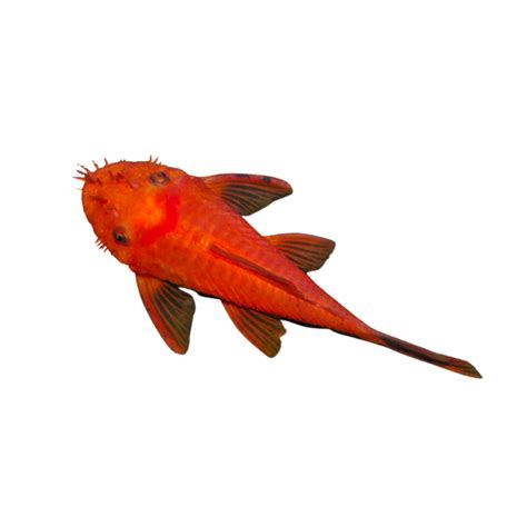 Shortfin Super Red Bristlenose Pleco Aura Aquarium