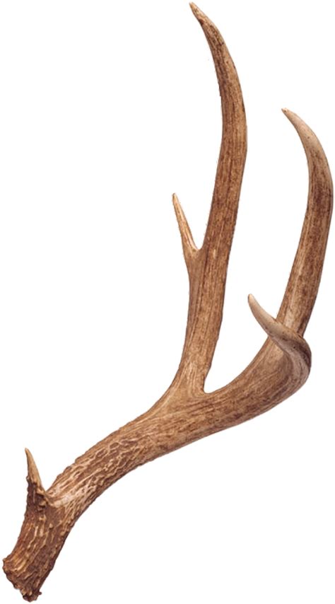 Reindeer Antlers Transparent Background