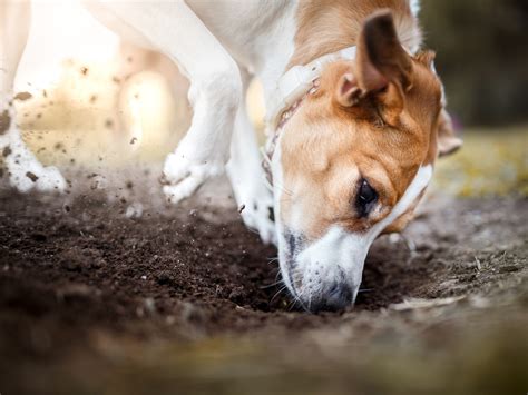 Cosas Muy Raras Que Hacen Los Perros Y Su Explicaci N