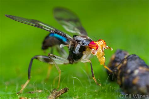 Order Diptera Flies And Mosquitoes Gil Wizen