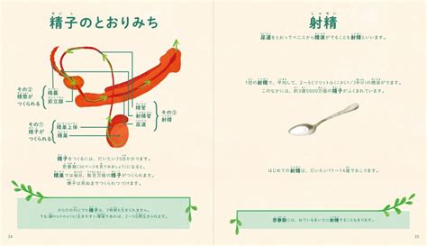 タブーなく正しく。「男の子のからだ」がわかる性教育絵本｜ニフティニュース