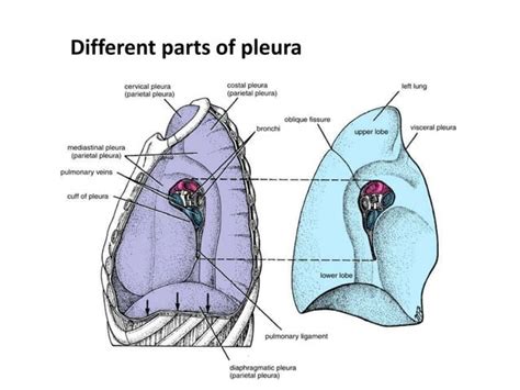 Pleura And Its Recesses Ppt