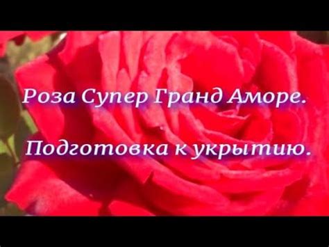 Роза Супер Гранд Аморе. Подготовка к укрытию.. Питомник растений Е ...