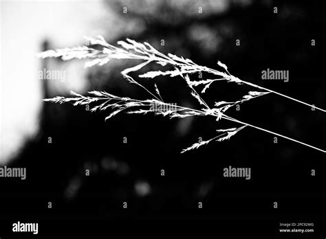 Tall Avena Barbata Grass In A Dark Forest Stock Photo Alamy