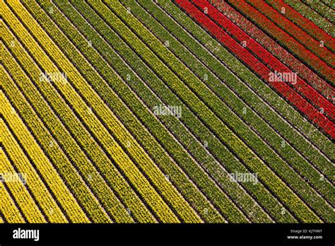 Aerial view of the tulip fields in North Holland, The Netherlands Stock ...