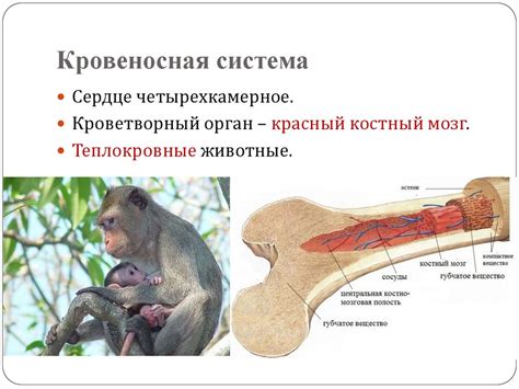Класс Млекопитающие. Общая характеристика класса Млекопитающие ...