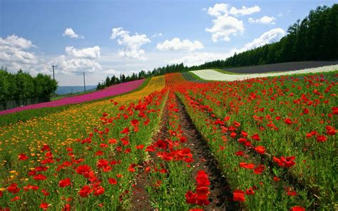 Hokkaido Wallpapers - Wallpaper Cave