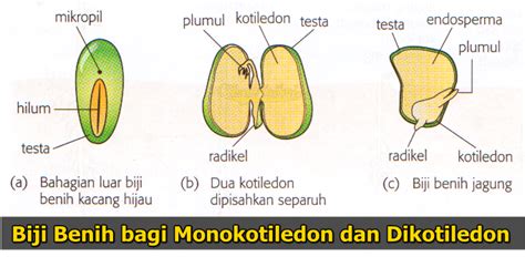 Struktur Biji Benih Dan Fungsinya Definisi Bagian Bagian Dan Struktur