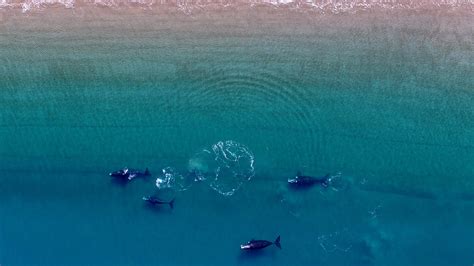 Casi Medio Centenar De Ballenas Aparecieron Muertas En Pen Nsula Vald S