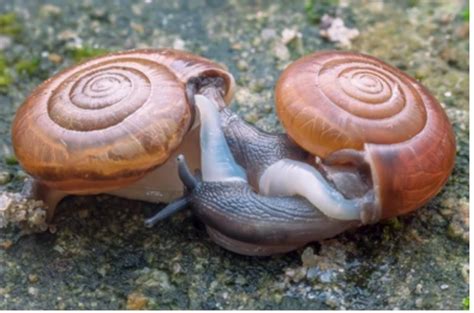 How Do Snails Reproduce The Snail Love Story Snailpedia